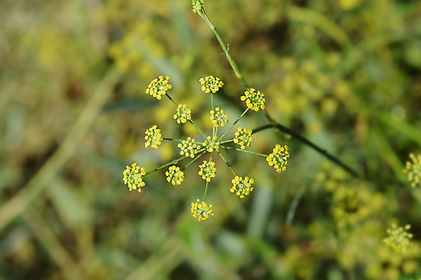 포토 JPG 해외이미지 식물 꽃 자연 사람없음 야외 노란색 정원 닫기 허브 향 해외포토 컬러 모션 생태계 파일형식 이미지허브
