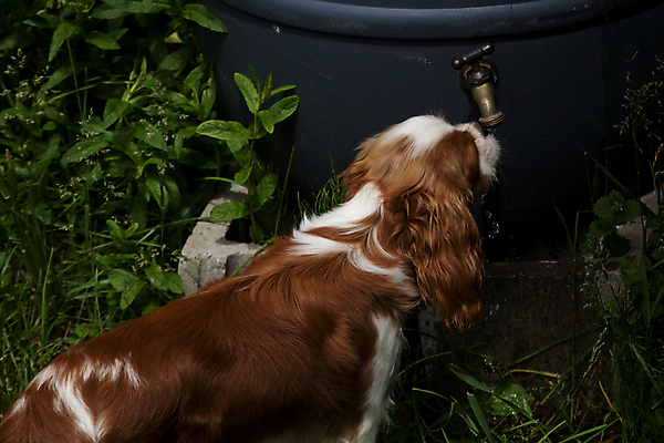 포토 JPG 해외이미지 동물 음료 새끼 포유류 통 사람없음 야외 물 반려동물 마시기 스패니얼 붓기 개 강아지 송곳니 기르기 뒤뜰 해외포토 자연요소 모션 치아 돌봄 파일형식 이미지허브