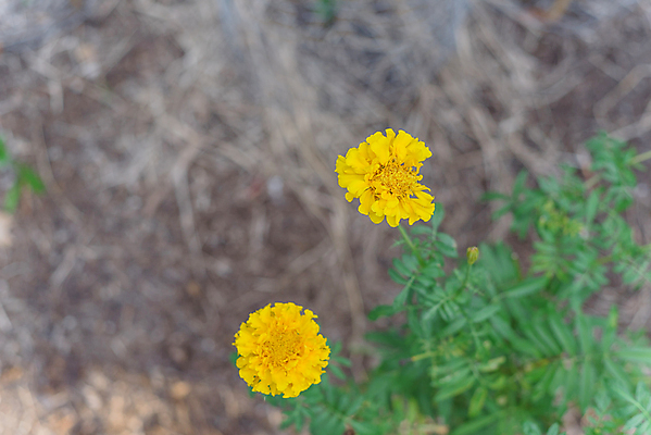 포토 JPG 해외이미지 식물 계절 꽃잎 꽃 꽃다발 백그라운드 꽃무늬 밭 오렌지 자연 사람없음 장식 초록색 컬러풀 약 노란색 정원 미국 봄 활발 벚꽃 신선 개화 약초 유기농 원예 조경 화단 내추럴 금잔화 뒤뜰 아즈텍 텍사스 해외포토 웰빙 컬러 컨셉 북아메리카 무늬 농업 과일 의학 취미 풀_식물 생태계 파일형식 이미지허브