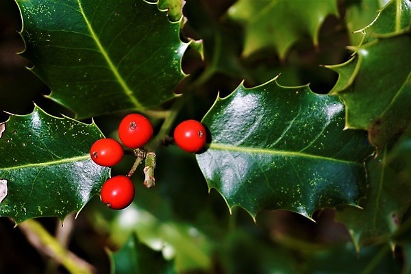 포토 JPG 해외이미지 나무 식물 전통 디자인 계절 열매 유럽 백그라운드 잎 크리스마스 겨울 과일 자연 휴가 새로움 사람없음 야외 장식 빨간색 초록색 울타리 정원 축제 성장 가을 나뭇가지 축하 가시 닫기 12월 관목 상록수 스파이크 알래스카 내추럴 해외포토 기념일 나라 컬러 컨셉 모션 담장 미국 날짜 생태계 파일형식 이미지허브