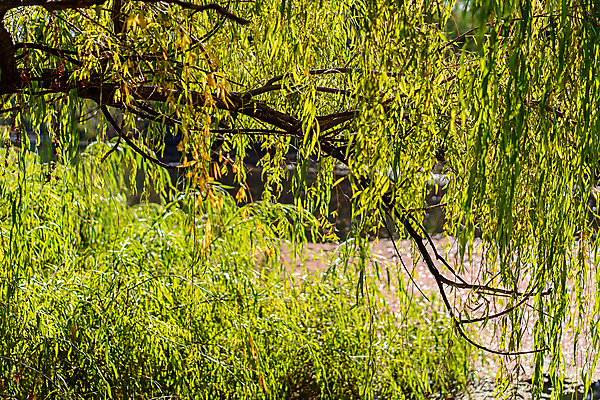 포토 JPG 해외이미지 나무 식물 계절 잎 자연 풍경 사람없음 목재 초록색 물 여름 빛 강 햇빛 태양 뷰티 환경 봄 나뭇가지 시골 연못 잡기 투명 호주 숲 큼 버드나무 원예 조경 생태학 숨기 해외포토 자연요소 교육 컬러 재료 모션 취미 오세아니아 크기 생태계 파일형식 이미지허브