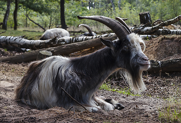 포토 JPG 해외이미지 나무 동물 남자 야생동물 자연 염소 뿔 사람없음 초록색 가을 숲 네덜란드 기르기 해외포토 식물 계절 유럽 컬러 포유류 사람 생태계 돌봄 파일형식 이미지허브