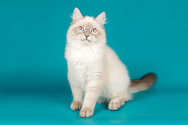 포토 JPG 해외이미지 한마리 사람없음 파란색 반려동물 고양이 네바마스커레이드 해외포토 동물 1 컬러 포유류 파일형식 이미지허브