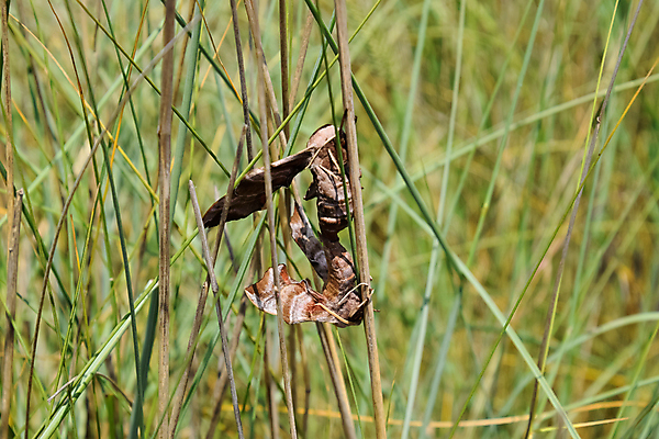 포토 JPG 해외이미지 공원 남자 꽃 나비 곤충 날개 자연 사람없음 야외 초록색 뷰티 노란색 정원 주스 벚꽃 벌레 벌 묘사 생물학 얼룩무늬 꿀 나방 짝짓기 곱셈 벌새 해외포토 식물 동물 공공시설 교육 음료 컬러 무늬 사람 수학 생태계 파일형식 이미지허브