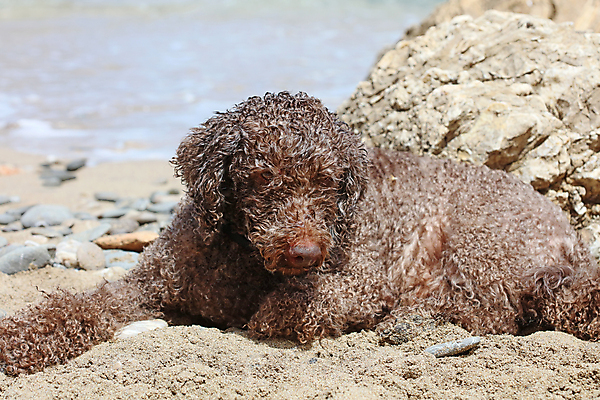 포토 JPG 해외이미지 전신 동물 여자 행복 모래 바다 모션 자연 휴가 건강 사랑 사람없음 야외 반려동물 컬러풀 운동 유행 젖음 에너지 자유 흰색 신선 막대기 개 골든리트리버 송곳니 복종 신앙심 해외포토 감정 컬러 컨셉 포유류 사람 리트리버 치아 생태계 파일형식 이미지허브
