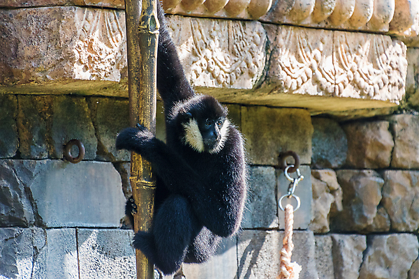 포토 JPG 해외이미지 동물 여자 얼굴 야생동물 포유류 자연 성인 사람없음 초록색 검은색 흰색 원숭이 북쪽 멸종 유인원 배려 해외포토 컬러 사람 신체부위 방향 생태계 파일형식 이미지허브