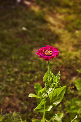 포토 JPG 해외이미지 식물 선 컨셉 잎 패턴 자연 추상 요리 사람없음 장식 초록색 물 우주 줄무늬 젖음 물방울 신선 시간 맛 떨어짐 냄비 이슬 묘사 질감 서식 심플 시트 바질 뒤뜰 베르데 온실 해외포토 자연요소 컬러 무늬 솥 생태계 파일형식 이미지허브