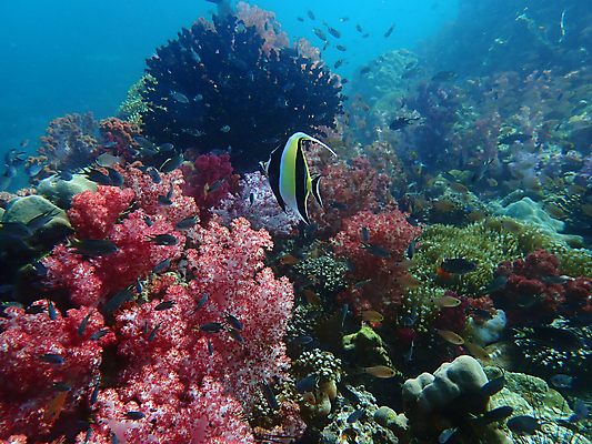 포토 JPG 해외이미지 동물 척추동물 야생동물 바다 자연 어류 풍경 사람없음 물 컬러풀 바닷속 수중 산호 생태계 다이빙 해외포토 자연요소 컬러 수영 수중동물 자포동물 수중스포츠 파일형식 이미지허브