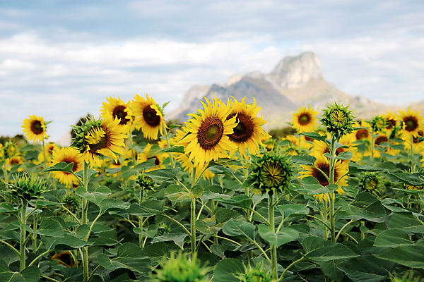 포토 JPG 해외이미지 식물 계절 꽃잎 꽃 줄기 잎 꽃무늬 밭 농업 자연 하늘 해바라기 씨앗 풍경 사람없음 야외 초록색 여름 파란색 농작물 컬러풀 햇빛 태양 뷰티 농장 노란색 일출 정원 맑음 봄 수확 성장 벚꽃 시골 개화 내추럴 밭일 해외포토 자연요소 산업 컬러 무늬 날씨 노을 생태계 파일형식 이미지허브
