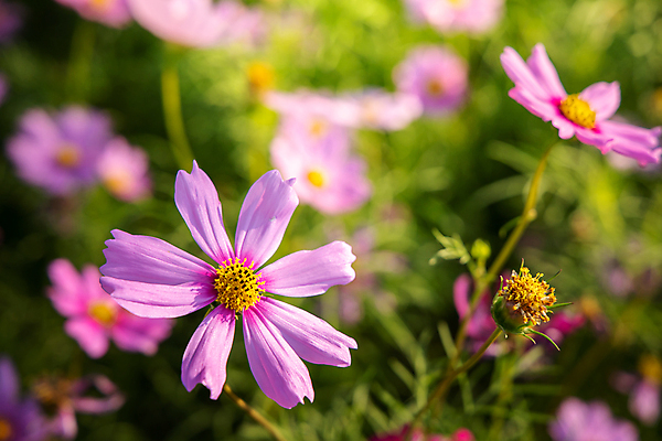 포토 JPG 해외이미지 식물 계절 공원 꽃 아시아 백그라운드 잎 꽃무늬 밭 농업 자연 풍경 사람없음 야외 초록색 여름 컬러풀 뷰티 환경 정원 봄 활발 벚꽃 시골 신선 개화 싱글 코스모스 데이지 부드러움 내추럴 해외포토 공공시설 나라 산업 컬러 컨셉 무늬 감각 생태계 파일형식 이미지허브