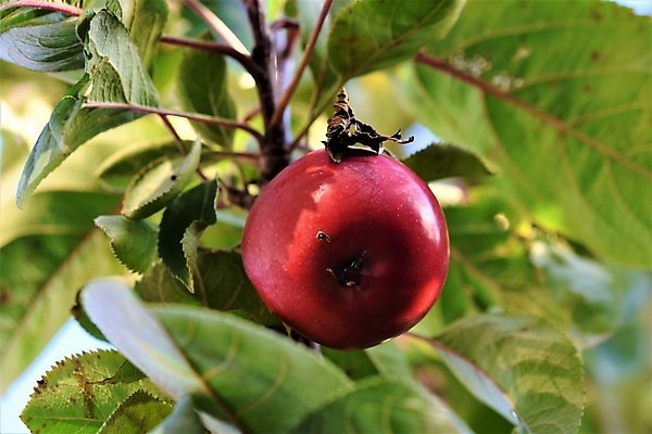포토 JPG 해외이미지 나무 식물 계절 음식 잎 농업 과일 건강 사람없음 야외 빨간색 초록색 여름 갈색 정원 수확 가을 닫기 사과 유기농 떠남 해외포토 웰빙 산업 컬러 모션 파일형식 이미지허브