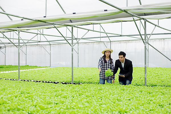 포토 JPG 해외이미지 음식 농업 다이어트 채소 비즈니스 태국 자연 건강 실험 요리 동양인 두명 초록색 농장 정원 샐러드 수확 신선 확대 농부 상추 고객 유기농 생물학 양배추 점검 돌봄 매각 온실 비건 해외포토 직업 웰빙 교육 산업 아시아 컬러 모션 사람 인종 생태계 채식주의자 파일형식 이미지허브