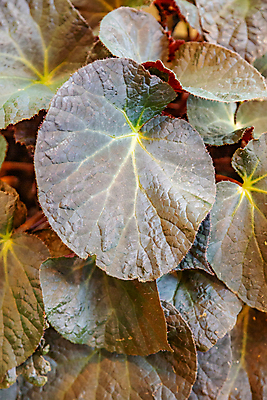 포토 JPG 해외이미지 나무 식물 줄기 백그라운드 낙엽 잎 자연 표면 사람없음 초록색 뷰티 환경 정원 활발 성장 신선 얼룩 닫기 숲 큼 관목 척추 질감 윤곽 내추럴 대칭 온실 그리너리 규칙적 해외포토 컬러 컨셉 모션 뼈 크기 생태계 파일형식 트랜드컬러 이미지허브