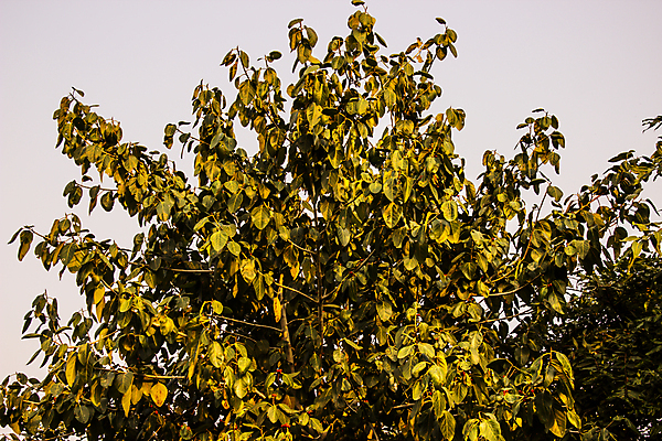 포토 JPG 해외이미지 모양 나무 식물 디자인 계절 공원 실루엣 백그라운드 잎 크리스마스 일러스트 자연 추상 풍경 사람없음 목재 그래픽 초록색 여름 세트 환경 정원 검은색 봄 성장 흰색 나뭇가지 숲 만화 수집 심볼 오브젝트 에코 유기농 윤곽 전나무 내추럴 고립 생태학 엘리먼트 해외포토 웰빙 공공시설 교육 기념일 컬러 무늬 재료 촬영기법 생태계 파일형식 이미지허브