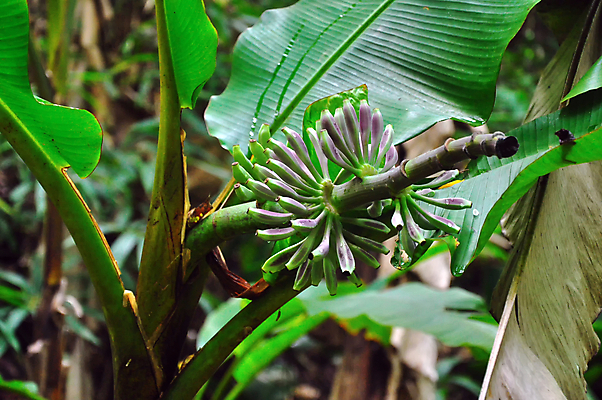 포토 JPG 해외이미지 나무 식물 음식 줄기 조각 백그라운드 잎 꽃무늬 과일 자연 바나나 사람없음 야외 초록색 농장 환경 수확 성장 나뭇가지 신선 맛 숲 유기농 날것 내추럴 블러 채식주의자 해외포토 웰빙 꽃 컬러 컨셉 무늬 농업 생태계 채식 파일형식 이미지허브