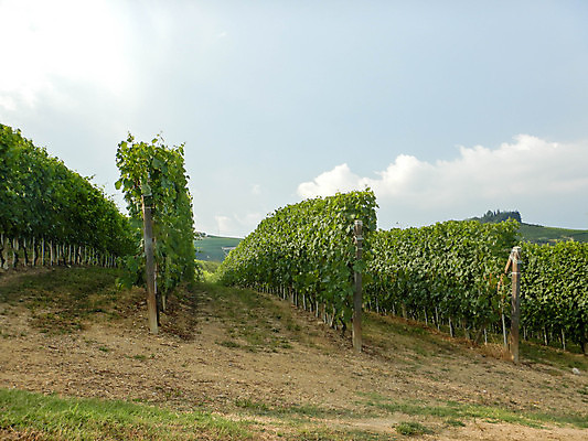 포토 JPG 해외이미지 유럽 잎 농업 과일 자연 포도 휴가 풍경 사람없음 야외 초록색 와인 이탈리아 성장 농촌 시골 언덕 조경 포도밭 산기슭 내추럴 양조장 해외포토 식물 나라 산업 컬러 밭 산 주류 생태계 파일형식 이미지허브