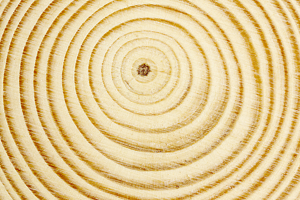 포토 JPG 해외이미지 나무 디자인 조각 백그라운드 패턴 부분 자연 표면 사람없음 목재 갈색 우주 공백 흰색 나뭇가지 반지 원형 거친 메시지 자르기 묘사 질감 통나무 내추럴 수목 카피스페이스 해외포토 도형 식물 컬러 무늬 재료 장신구 모션 생태계 파일형식 이미지허브