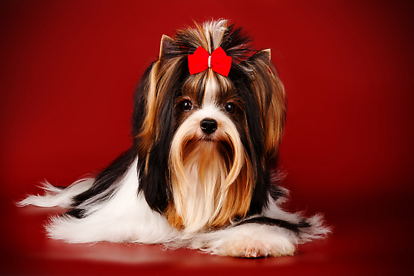 포토 JPG 해외이미지 나무 동물 1 행복 새끼 백그라운드 크리스마스 공 휴가 새로움 털 사람없음 장식 빨간색 반려동물 산타클로스 귀여움 검은색 거울 흰색 개 달콤 강아지 작음 샴페인 요크셔테리어 테리어 연도 활 솜털 송곳니 기르기 비버 삼색 해외포토 식물 기념일 감정 컬러 컨셉 포유류 주류 맛 치아 크기 돌봄 파일형식 이미지허브