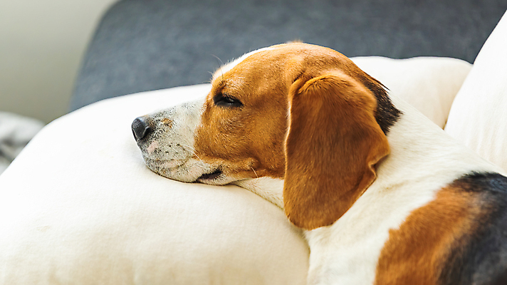 포토 JPG 해외이미지 동물 행복 포유류 휴식 실내 따뜻함 건강 피곤 성인 사람없음 내부 반려동물 소파 뷰티 갈색 방 침대 잠 유머 개 달콤 담요 사냥개 비글 주둥이 송곳니 거짓말 기르기 유래 안락 해외포토 감정 컬러 가구 컨셉 의자 사람 맛 치아 돌봄 파일형식 이미지허브