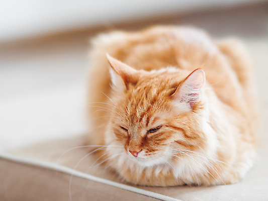포토 JPG 해외이미지 한마리 휴식 실내 사람없음 반려동물 햇빛 고양이 낮잠 반려묘 해외포토 동물 1 컨셉 포유류 내부 태양 잠 파일형식 이미지허브
