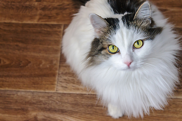 포토 JPG 해외이미지 동물 응시 야생동물 포유류 발 자연 바닥 털 실내 사랑 사람없음 목재 초록색 반려동물 노란색 고양이 희망 기쁨 흰색 관찰 점 기다림 작음 큼 질문 집중 귀 육식동물 사냥꾼 솜털 양모 기르기 돌봄 시베리아 파케트 해외포토 나무 직업 시선 감정 컬러 컨셉 재료 모션 내부 신체부위 직물 크기 생태계 파일형식 이미지허브