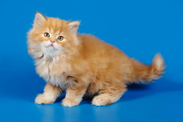 포토 JPG 해외이미지 동물 1 응시 백그라운드 포유류 자연 털 사람없음 반려동물 고양이 회색 흰색 얼룩무늬 솜털 산악지대 고립 기르기 직진 스코틀랜드 해외포토 시선 컬러 무늬 영국 산 생태계 돌봄 파일형식 이미지허브