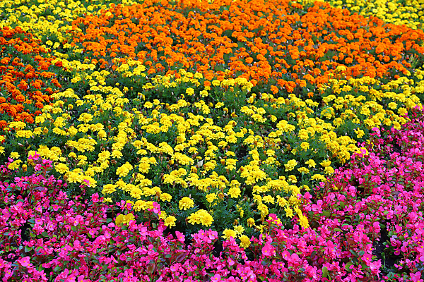 포토 JPG 해외이미지 식물 계절 공원 꽃잎 꽃 백그라운드 잎 밭 자연 거리 풍경 잔디 사람없음 야외 장식 초록색 여름 컬러풀 뷰티 정원 성장 벚꽃 개화 원예 질감 조경 화단 내추럴 뒤뜰 해외포토 공공시설 컬러 농업 취미 생태계 파일형식 이미지허브