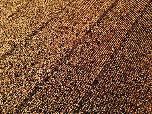 포토 JPG 해외이미지 식물 계절 길 백그라운드 밭 농업 자연 하늘 파노라마 옥수수 풍경 사람없음 초록색 여름 농작물 햇빛 태양 농장 농경지 노란색 일출 일몰 수확 시골 황금 낟알 땅 시리얼 밀 장면 내추럴 밭일 슬로바키아 호밀 수평선 해외포토 자연요소 유럽 산업 음식 컬러 곡류 촬영기법 노을 생태계 파일형식 이미지허브