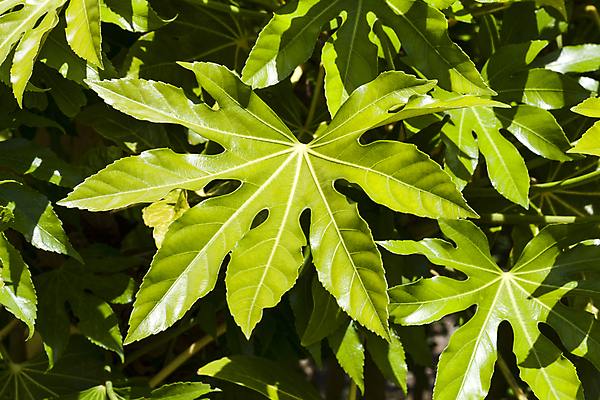 포토 JPG 해외이미지 식물 계절 꽃잎 꽃 잎 겨울 자연 사람없음 가로 초록색 여름 정원 일본 봄 성장 개화 닫기 관목 원예 향기 광택 상록수 고립 영원 해외포토 나무 아시아 컬러 모션 취미 생태계 냄새 파일형식 이미지허브