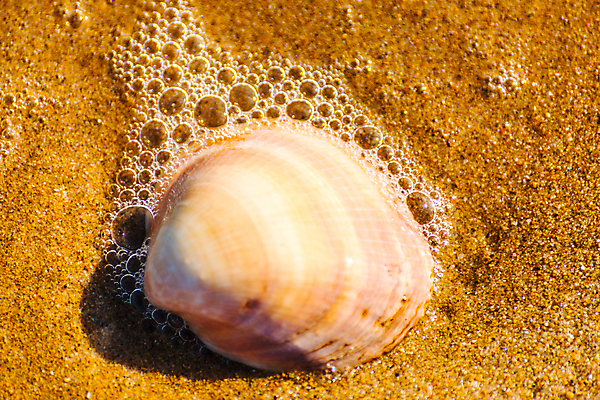 포토 JPG 해외이미지 디자인 모래 파도 바다 섬 여행 백그라운드 패턴 휴가 조개 휴식 풍경 해변 사람없음 야외 물 여름 파란색 햇빛 태양 뷰티 맑음 거품 껍질 황금 소라 휴양지 질감 내추럴 이국적 특별함 파라다이스 카피스페이스 해외포토 자연요소 계절 컬러 컨셉 무늬 날씨 어패류 공백 장소 파일형식 이미지허브