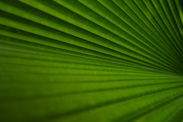 포토 JPG 해외이미지 나무 식물 템플릿 디자인 배너 계절 선 백그라운드 잎 패턴 텍스트 자연 벽지 추상 사람없음 장식 초록색 여름 빛 야자수 우주 정원 봄 공백 신선 숲 묘사 에코 유기농 질감 자연백그라운드 녹색배경 내추럴 카피스페이스 그리너리 해외포토 웰빙 컬러 무늬 환경 생태계 파일형식 트랜드컬러 이미지허브