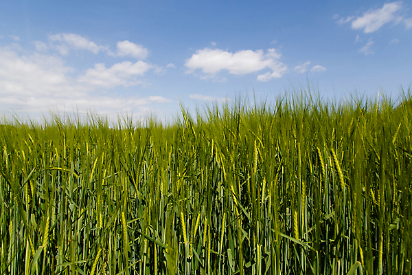 포토 JPG 해외이미지 나무 구름 밭 자연 하늘 파노라마 풍경 사람없음 야외 초록색 여름 파란색 태양 봄 흰색 농촌 시골 스위스 흐림 평야 수평선 해외포토 자연요소 식물 계절 유럽 컬러 농업 날씨 촬영기법 생태계 파일형식 이미지허브