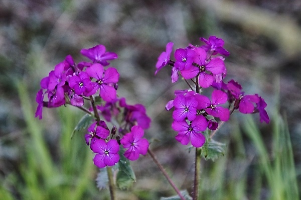 포토 JPG 해외이미지 꽃잎 꽃 잎 자연 사람없음 아웃포커스 봄 화창 해외포토 식물 계절 날씨 촬영기법 생태계 파일형식 이미지허브