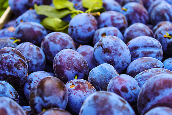 포토 JPG 해외이미지 식물 음식 백그라운드 패턴 농업 과일 자연 프레임 건강 사람없음 파란색 정원 보라색 신선 가득함 자두 보스니아 해외포토 산업 컬러 무늬 생태계 파일형식 이미지허브