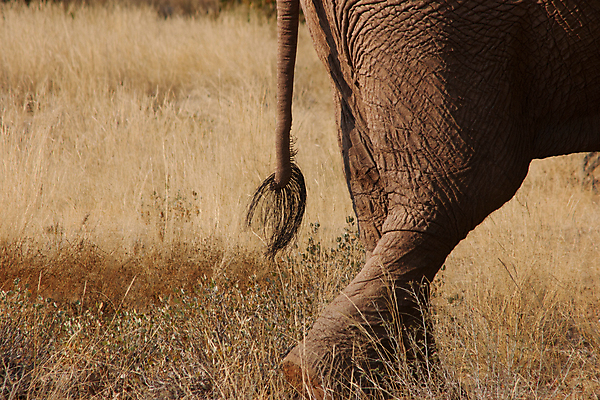 포토 JPG 해외이미지 동물 야생동물 포유류 아프리카 자연 초식동물 코끼리 건조 사람없음 모래사장 걷기 힘 사막 주름 큼 사파리 피부 묘사 꼬리 나미비아 사바나 해외포토 나라 바다 모션 신체부위 크기 생태계 남아프리카 파일형식 이미지허브