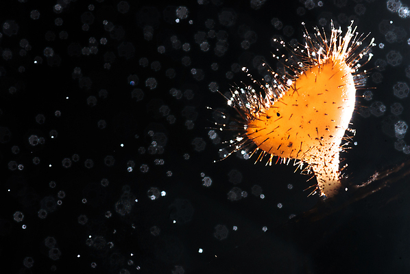 포토 JPG 해외이미지 나무 식물 계절 공원 아시아 음식 분홍색 여행 백그라운드 잎 오렌지 태국 자연 추상 요리 사람없음 목재 물 여름 환경 어둠 버섯 습기 젖음 성장 가을 신선 황무지 맛 숲 8 샴페인 먹이 먹기 유기농 날것 나방 내추럴 수목 해외포토 자연요소 웰빙 공공시설 나라 컬러 곤충 컨셉 무늬 과일 재료 모션 주류 숫자 생태계 파일형식 이미지허브