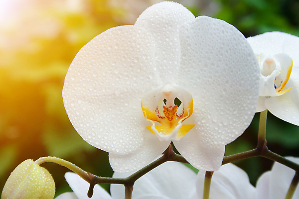 포토 JPG 해외이미지 식물 디자인 꽃잎 꽃 줄기 백그라운드 꽃무늬 자연 사랑 사람없음 목재 장식 물 뷰티 노란색 정원 화목 봄 우정 벚꽃 흰색 물방울 나뭇가지 신선 난초 재산 우아함 닫기 호접란 이국적 해외포토 자연요소 나무 계절 감정 컬러 컨셉 무늬 재료 모션 금융 친구 생태계 파일형식 이미지허브