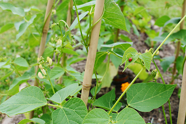 포토 JPG 해외이미지 식물 곤충 잎 채소 자연 사람없음 야외 초록색 정원 시골 딱정벌레 원예 무당벌레 포도나무 동물상 해외포토 동물 컬러 취미 조형물 과일나무 생태계 파일형식 이미지허브