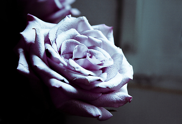 포토 JPG 해외이미지 식물 꽃 분홍색 결혼 백그라운드 꽃무늬 자연 발렌타인데이 사랑 사람없음 장식 장미 보라색 검은색 봄 신선 질감 보케 엽서 라일락 내추럴 구성 해외포토 계절 감정 컬러 무늬 데이이벤트 이벤트 편지 생태계 파일형식 이미지허브