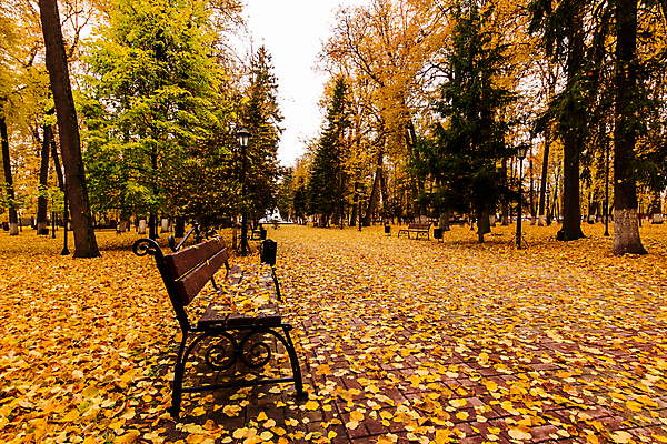 포토 JPG 해외이미지 주간 공원 단풍 낙엽 벤치 단풍나무 풍경 사람없음 야외 주황색 가을 해외포토 자연요소 나무 계절 공공시설 컬러 잎 의자 파일형식 이미지허브