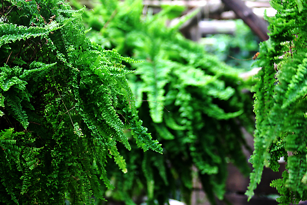 포토 JPG 해외이미지 나무 식물 공원 화초 백그라운드 잎 패턴 창문 자연 추상 실내 취미 사람없음 야외 내부 장식 초록색 여름 햇빛 태양 뷰티 유행 정원 봄 성장 나뭇가지 신선 숲 컨테이너 원예 질감 리빙 내추럴 고립 양치류 이국적 해외포토 자연요소 계절 공공시설 산업 컬러 무늬 생태계 파일형식 이미지허브