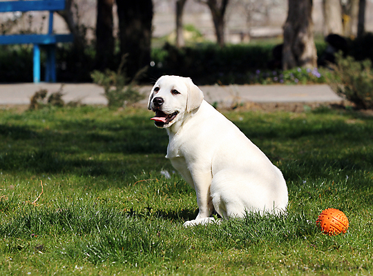 포토 JPG 해외이미지 응시 공원 행복 어린이 놀이 탁자 사람없음 반려동물 노란색 귀여움 기쁨 개 리트리버 달콤 강아지 래브라도리트리버 위치 창백 기르기 유래 해외포토 동물 시선 공공시설 감정 컬러 가구 컨셉 포유류 사람 맛 돌봄 파일형식 이미지허브