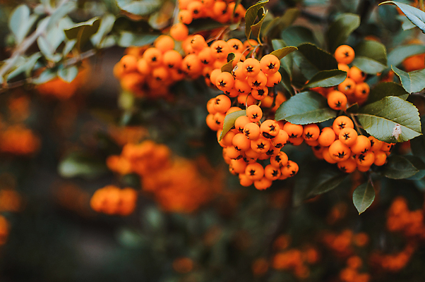 포토 JPG 해외이미지 나무 열매 사람없음 아웃포커스 가을 해외포토 식물 계절 촬영기법 파일형식 이미지허브