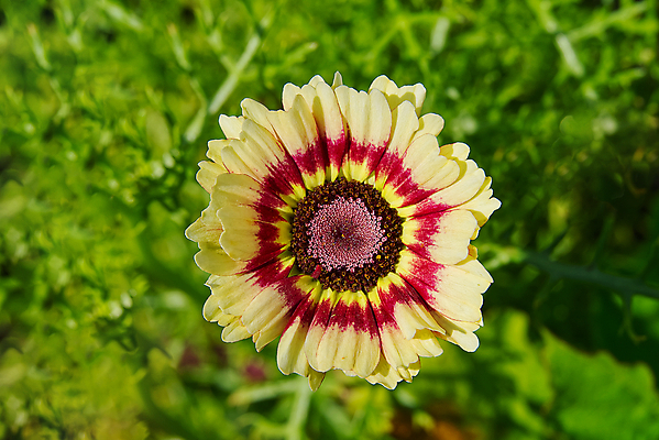 포토 JPG 해외이미지 식물 공원 꽃잎 꽃 분홍색 백그라운드 잎 꽃무늬 자연 국화 사람없음 야외 빨간색 초록색 컬러풀 뷰티 정원 벚꽃 최고 러시아 8월 7월 고립 해외포토 공공시설 유럽 컬러 무늬 날짜 생태계 파일형식 이미지허브