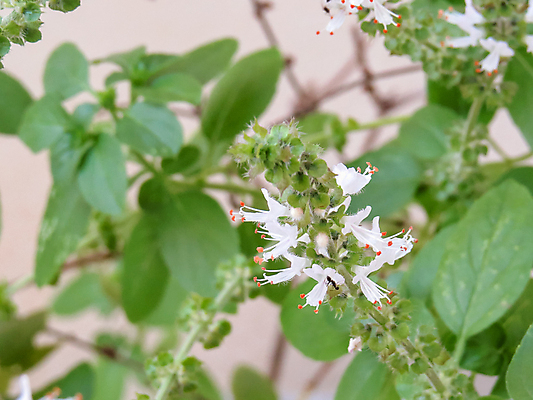 포토 JPG 해외이미지 식물 꽃 음식 잎 재료 자연 건강 요리 사람없음 초록색 약재 흰색 나뭇가지 신선 양념 달콤 맛 다발 허브 향신료 유기농 아로마 향료 향 아로마테라피 바질 내추럴 해외포토 나무 웰빙 컬러 컨셉 약 생태계 향기 냄새 테라피 향미료 파일형식 이미지허브