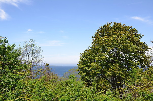 포토 JPG 해외이미지 나무 식물 구름 바다 잎 자연 하늘 사람없음 야외 초록색 물 강 나뭇가지 해외포토 자연요소 컬러 생태계 파일형식 이미지허브