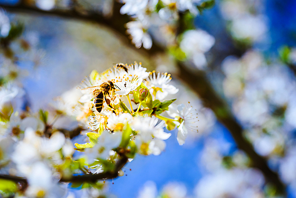 포토 JPG 해외이미지 나무 동물 배너 계절 꽃잎 꽃 곤충 백그라운드 꽃무늬 날개 자연 사람없음 초록색 노란색 환경 봄 벚꽃 흰색 작업 체리 보호 꿀벌 질병 수분 벌 수집 먹기 생태계 바쁨 꽃가루 꿀 내추럴 생태학 양봉 카피스페이스 해외포토 식물 교육 컬러 컨셉 무늬 과일 의학 모션 공백 벌_곤충 가루 파일형식 이미지허브