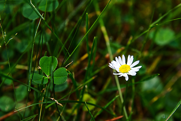 포토 JPG 해외이미지 식물 계절 꽃잎 꽃 잎 꽃무늬 밭 자연 건강 사람없음 야외 초록색 여름 뷰티 노란색 머리 새싹 정원 젖음 들꽃 벚꽃 신선 개화 떨어짐 약초 허브 원예 데이지 테라피 내추럴 캐모마일 해외포토 컬러 컨셉 무늬 농업 취미 신체부위 풀_식물 생태계 파일형식 이미지허브