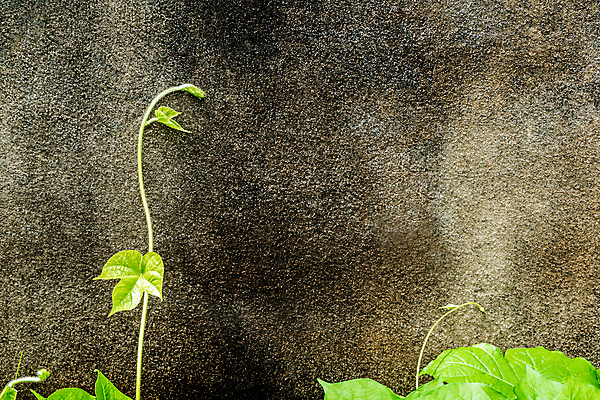포토 JPG 해외이미지 식물 벽 백그라운드 잎 패턴 자연 표면 사람없음 야외 건물 초록색 우주 봄 성장 흰색 신선 질감 아이비 내추럴 그런지 옛날 콘크리트 해외포토 건축물 계절 컬러 무늬 생태계 파일형식 이미지허브