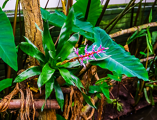 포토 JPG 해외이미지 식물 꽃 백그라운드 잎 자연 종류 사람없음 장식 초록색 파란색 컬러풀 정원 보라색 미국 활발 성장 개화 묘사 원예 라일락 잡종 강렬 이국적 인기 탱고 플로리다 세련 해외포토 컬러 컨셉 북아메리카 취미 춤 생태계 파일형식 이미지허브
